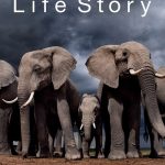 دانلود سریال Life Story